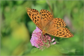 <p>PERLEŤOVEC STŘÍBROPÁSEK - samička (Argynnis paphia) ---- /Silver-washed fritillary - Kaisermantel/</p>